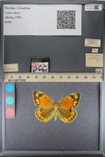 Media type: image;   Entomology 193789